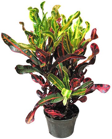 Muda de Croton Gingha decorativa