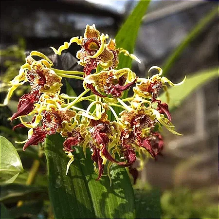 Orquídea Dendrobium Spectabile - Exótica