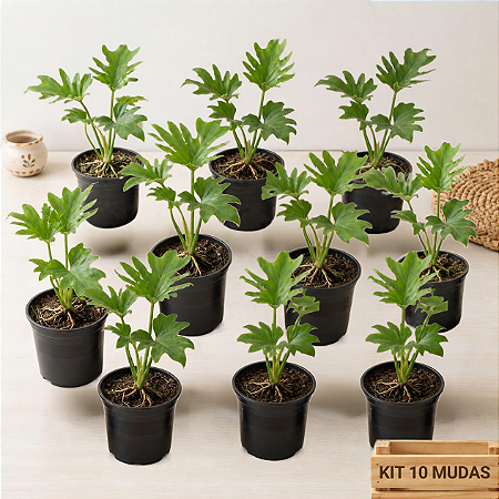 Kit 10 Mudas de Guaimbê - Philodendron bipinnatifidum