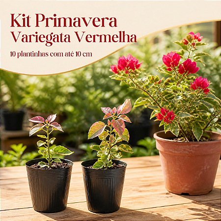 Kit Primavera - 10 Primaveras Vermelhas Variegata