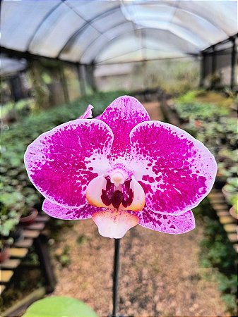 Orquídea Phalaenopsis Rosa 01