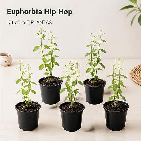 Euphorbia Hip Hop - Kit com 5 Plantas