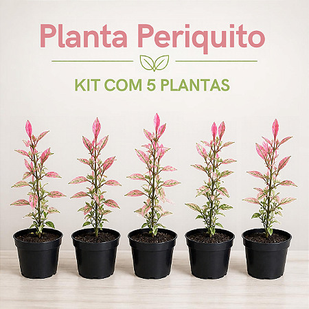Planta Periquito - Alternanthera Rosea - KIT com 5 PLANTAS