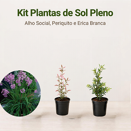Kit Plantas de Sol Pleno - Erica Branca, Alho Social e Periquito