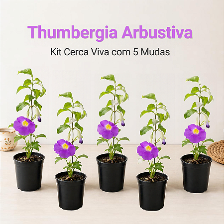 Thumbergia Arbustiva - Kit Cerca Viva com 5 Mudas