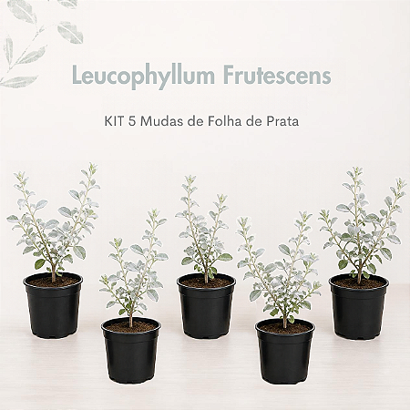 Leucophyllum Frutescens - KIT 5 Mudas de Folha de Prata