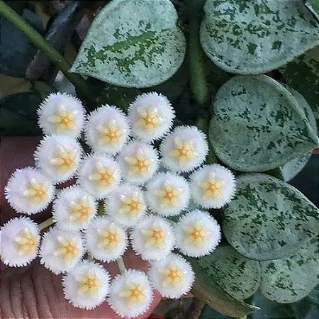 Flor de Cera Hoya Krohniana 'Eskimo' Super Silver