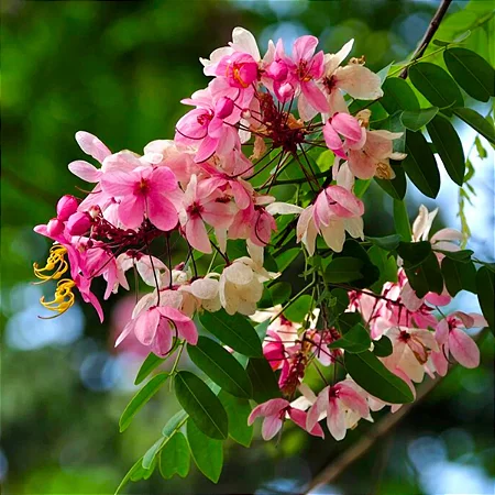 Cássia Javaneza - Cassia javanica L.
