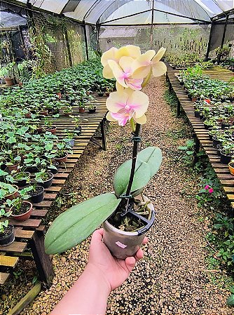 Orquídea Phalaenopsis Amarelo com Rosa