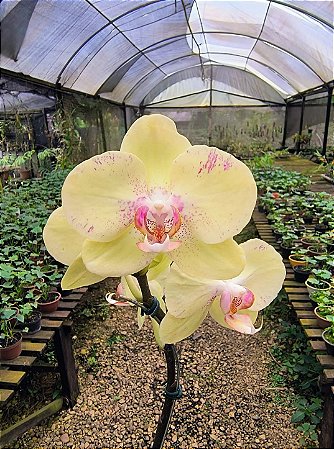 Orquídea Phalaenopsis Amarela 01