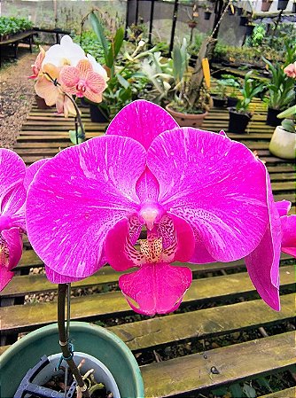 Orquídea Phalaenopsis Rosa 05