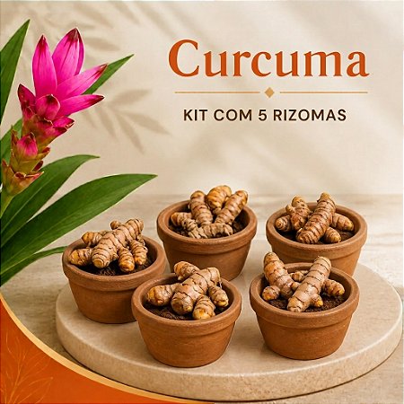 KIT com 5 Bulbos de Cúrcuma ou Açafrão da Terra