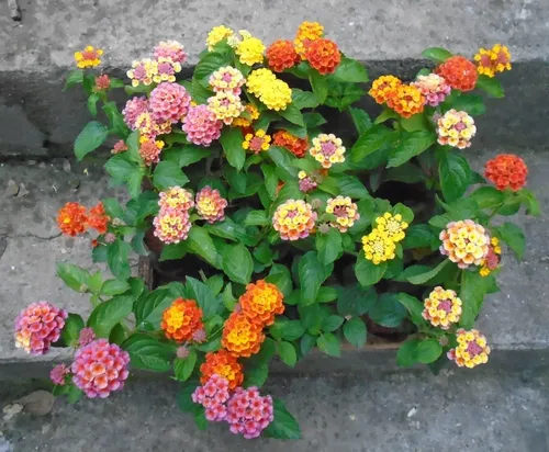 Lantana - Cores Sortidas