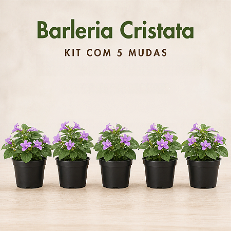 Kit com 5 Mudas de Barleria Cristata