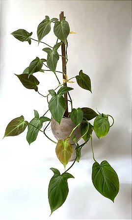 Filodendro - Philodendron Camposportoanum