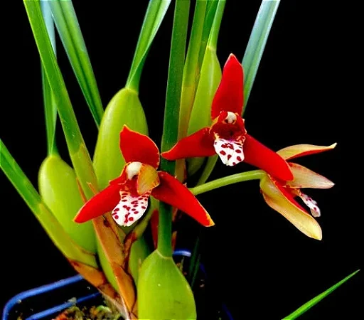 Orquidea Coco - Maxillaria Tenuifolia (Perfumada)