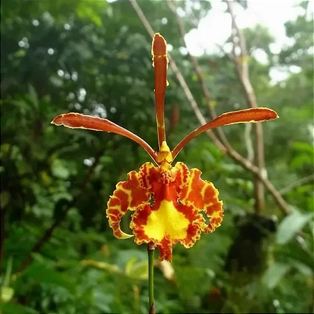 Orquídea Oncidium Papilio - Psychopsis Papilio