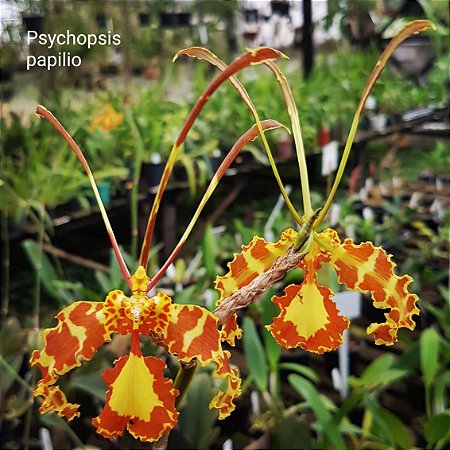 Psychopsis Papilio (Ex Oncidium Papilio)