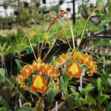 Oncidium Papilio - Psychopsis Papilio PROMOÇÃO
