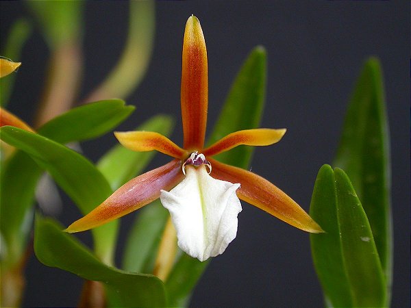 Dynema Polybulbon
