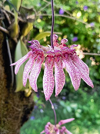 Bulbophyllum Eberhardtii