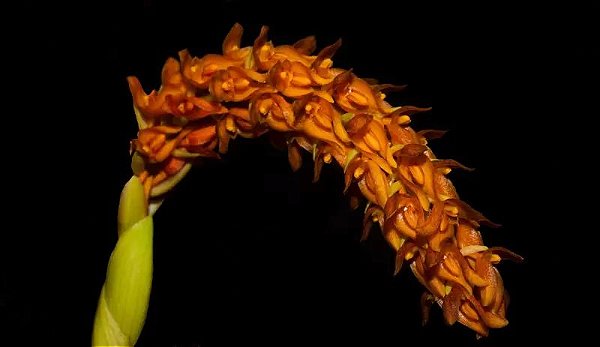 Bulbophyllum Elassonotum