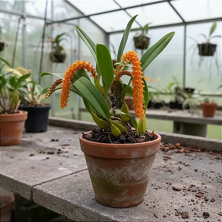 Bulbophyllum Elassonotum