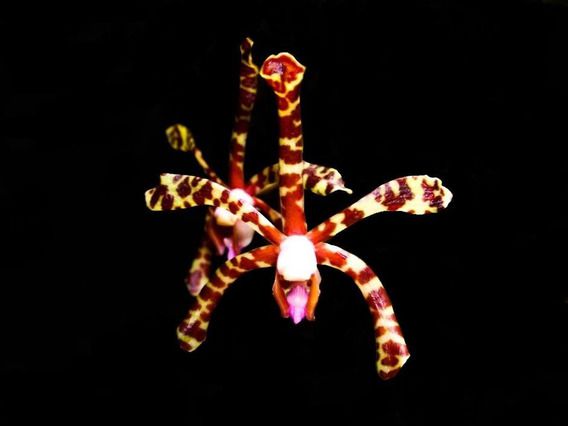 Orquídea Arachnis Flos Aeris