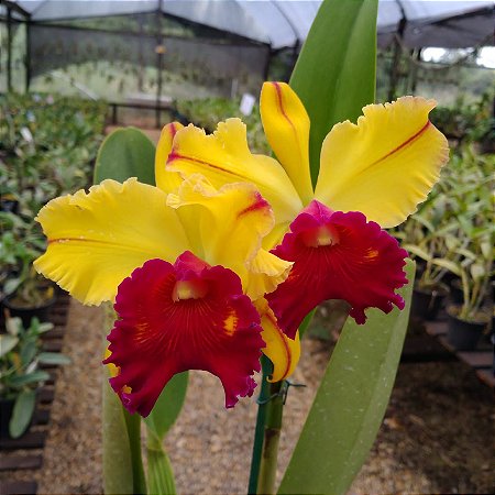 RLC Toshie Aoki 'Robin'