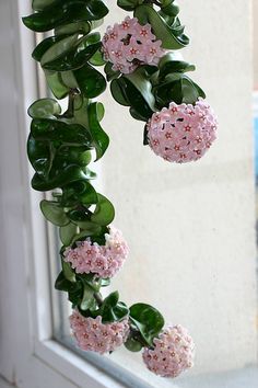 Hoya Carnosa Compacta (Muda Menor)