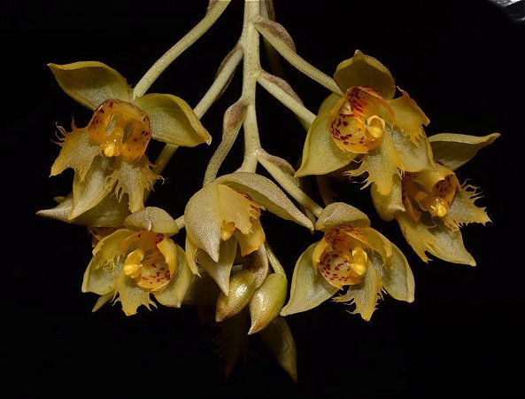 Orquidea Sievenkingia Fimbriata - RARA