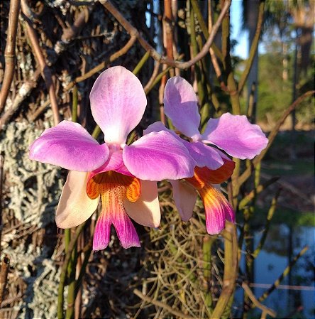 Vanda Teres - Papilionanthe Teres