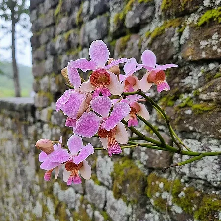 Orquídea Vanda Teres - Papilionanthe Teres