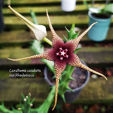 Suculenta Caralluma caudata Rhodesiaca
