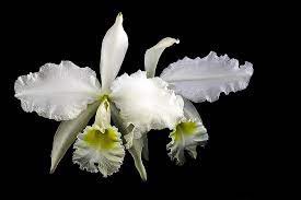Cattleya Lueddemanniana Alba