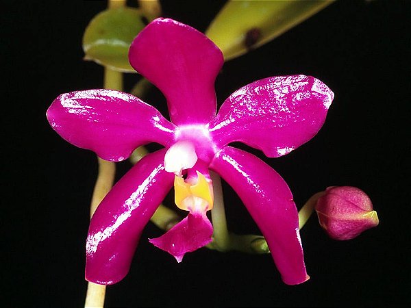 Orquídea Phalaenopsis Pulchra