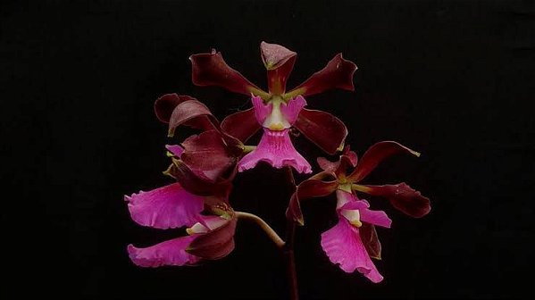 Encyclea Atropurpurea