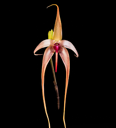 Bulbophylumm Echinolabium