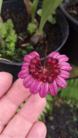 Bulbophyllum corolliferum var. Atropurpureum