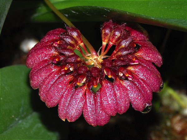 Bulbophyllum corolliferum var. Atropurpureum