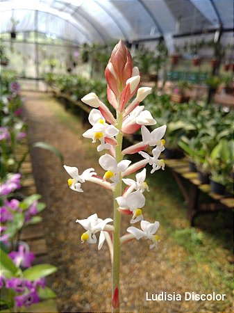 Ludisia Discolor (orquídea pipoca)