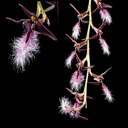 Orquídea Bulbophyllum Miniatum (Saltatorium)