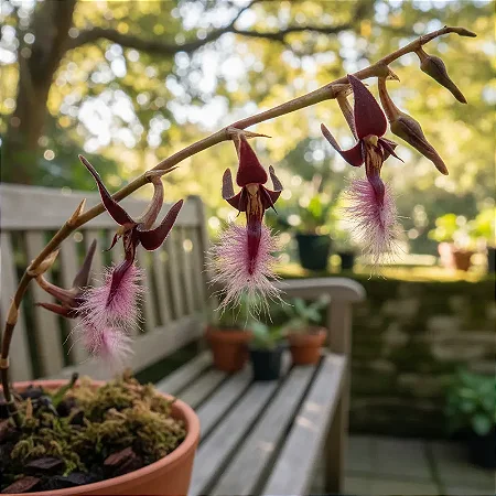 Bulbophyllum Miniatum (Saltatorium)