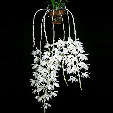 Dendrobium Anosmum Albo