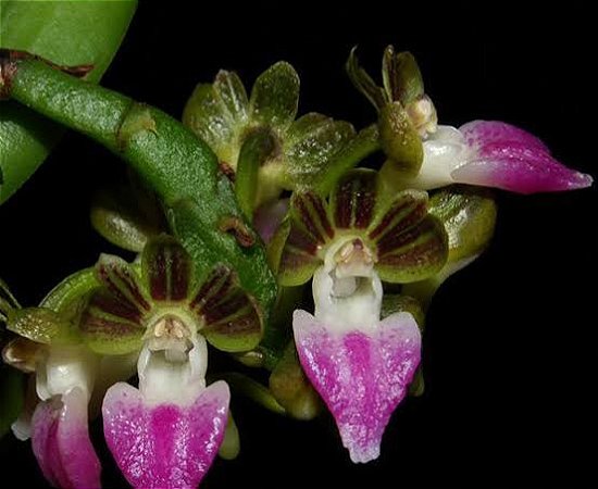 Pelatantheria Insectifera