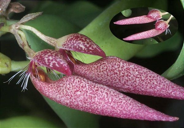 Philodendron Pink Princess - Orquidario em Mogi Mirim/SP - As mais lindas  Orquídeas!