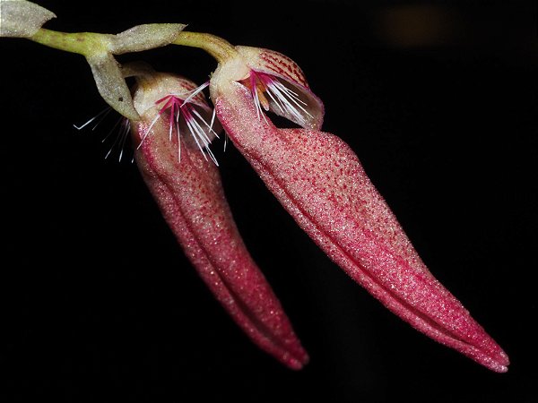 Bulbophyllum Mirum