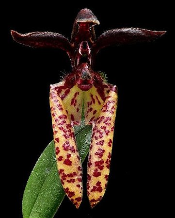 Bulbophyllum Lasiochilum