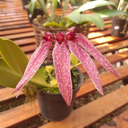 Bulbophyllum Bulhartii ou Strangularium