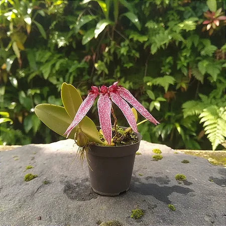Bulbophyllum Bulhartii ou Strangularium